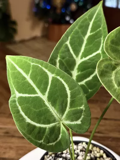 plant/A. Silver Blush x Velvet Mask #1-4-thumbnail