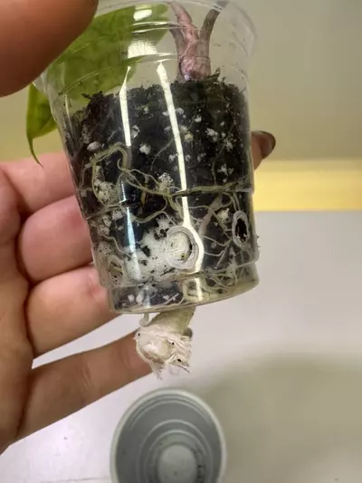 plant/Rare Alocasia Sulawesi Green Carpet-3-thumbnail