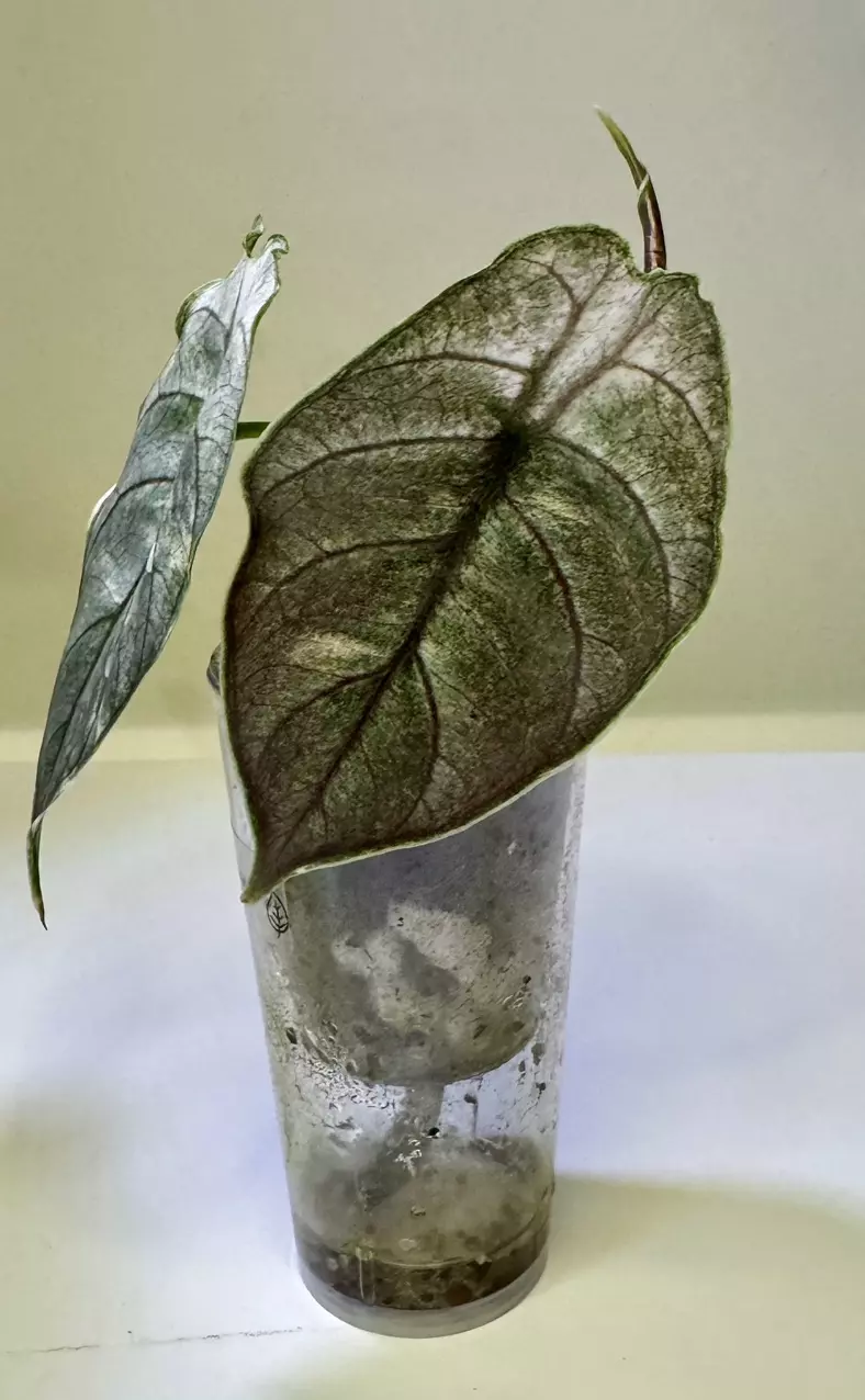 plant/Alocasia Pink Mint Azlanii CORM-0