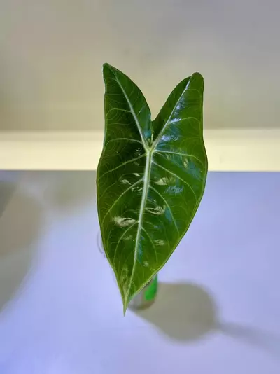 plant/Alocasia Grey Dragon CORM-0-thumbnail