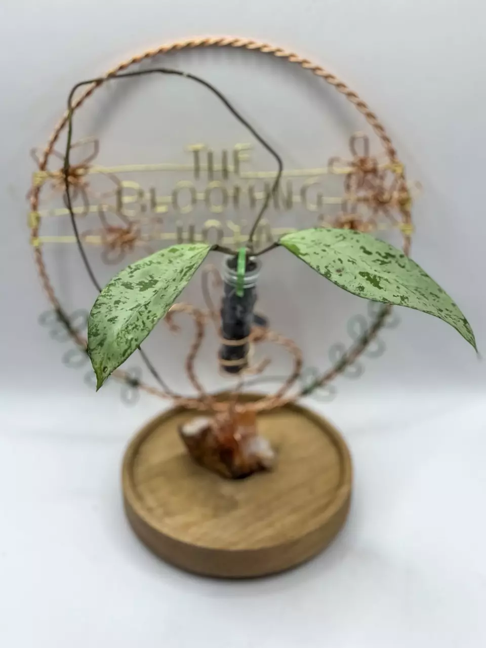 plant/46. Snowman (has a long vine)-0