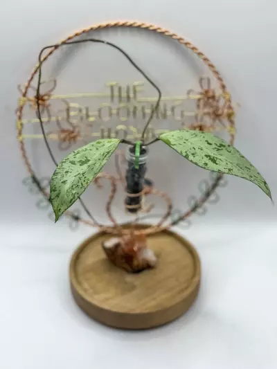 plant/46. Snowman (has a long vine)-0-thumbnail