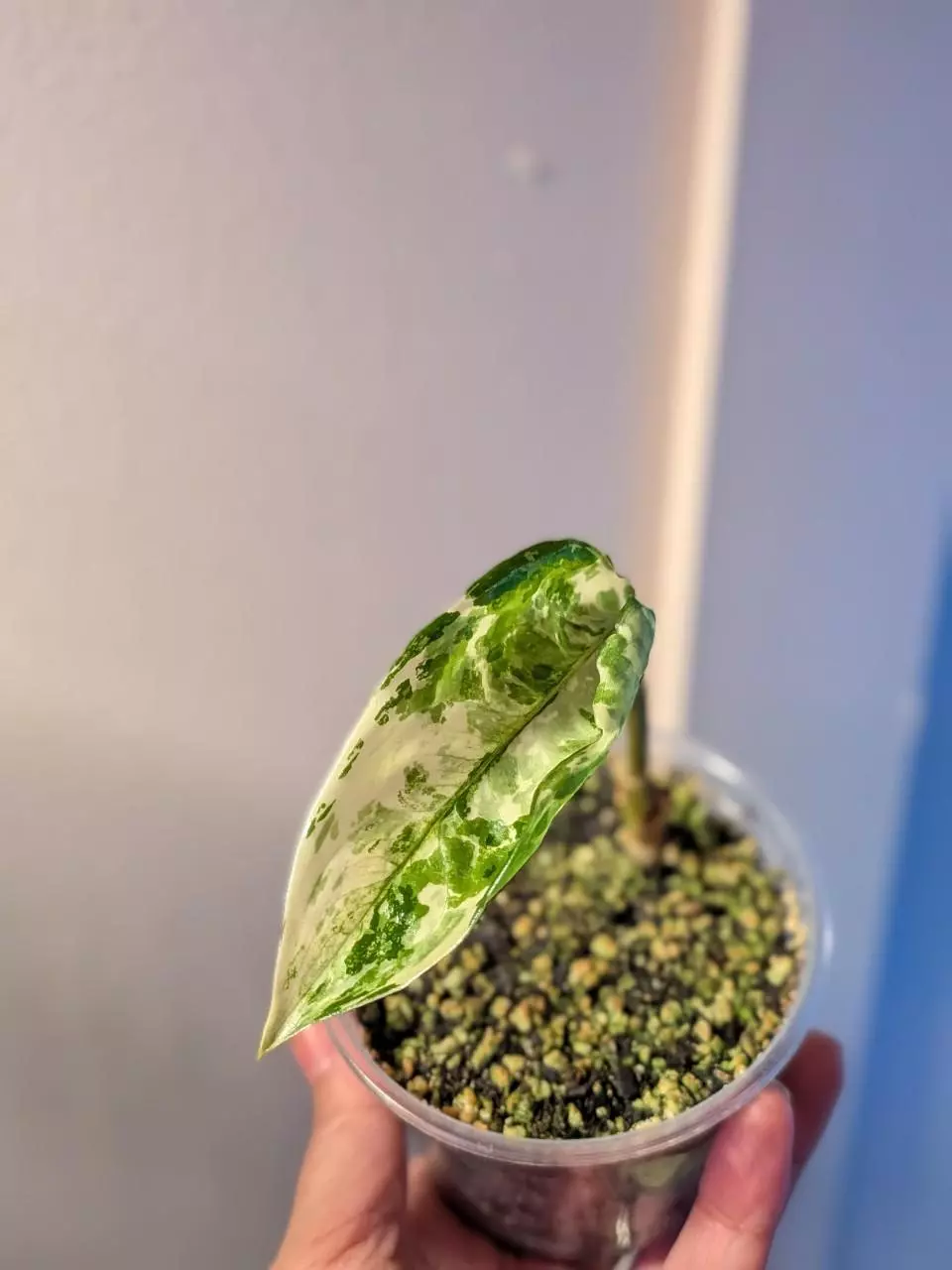 plant/Aglaonema Manila Pride-4