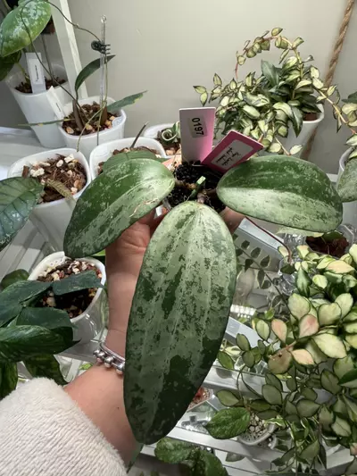 plant/0197 Hoya Latifolia silver splash 💦 Indonesia 🇮🇩-0-thumbnail