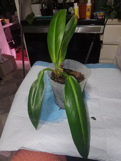 plant/Philodendron NOID 2-0-thumbnail