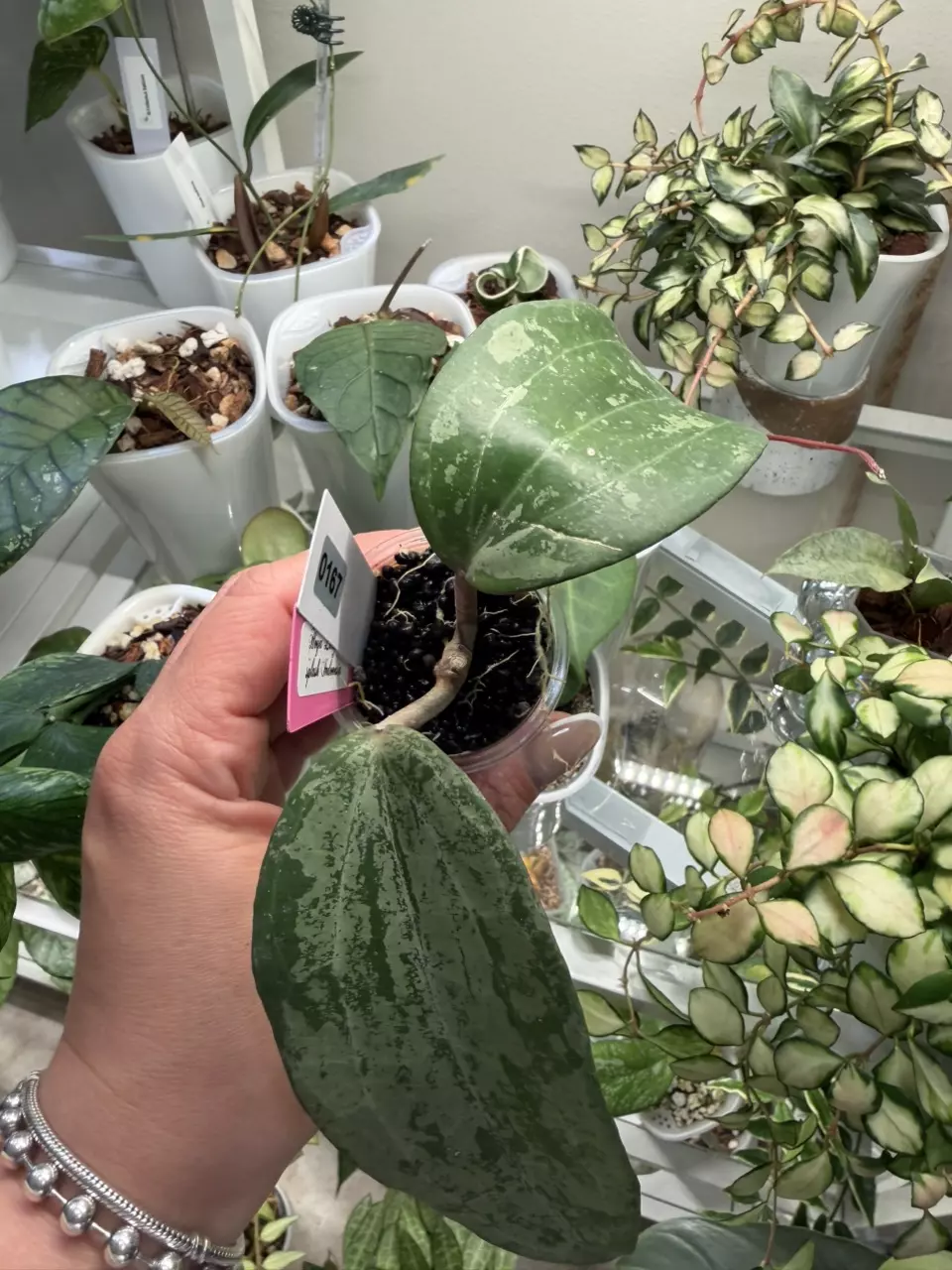 plant/0167 Hoya Latifolia silver splash 💦 Indonesia 🇮🇩-0