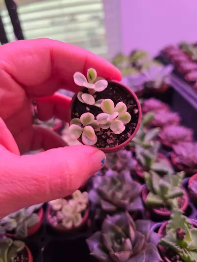 plant/Assorted Succulent Fairy Teacup 4 pack GC-6-thumbnail