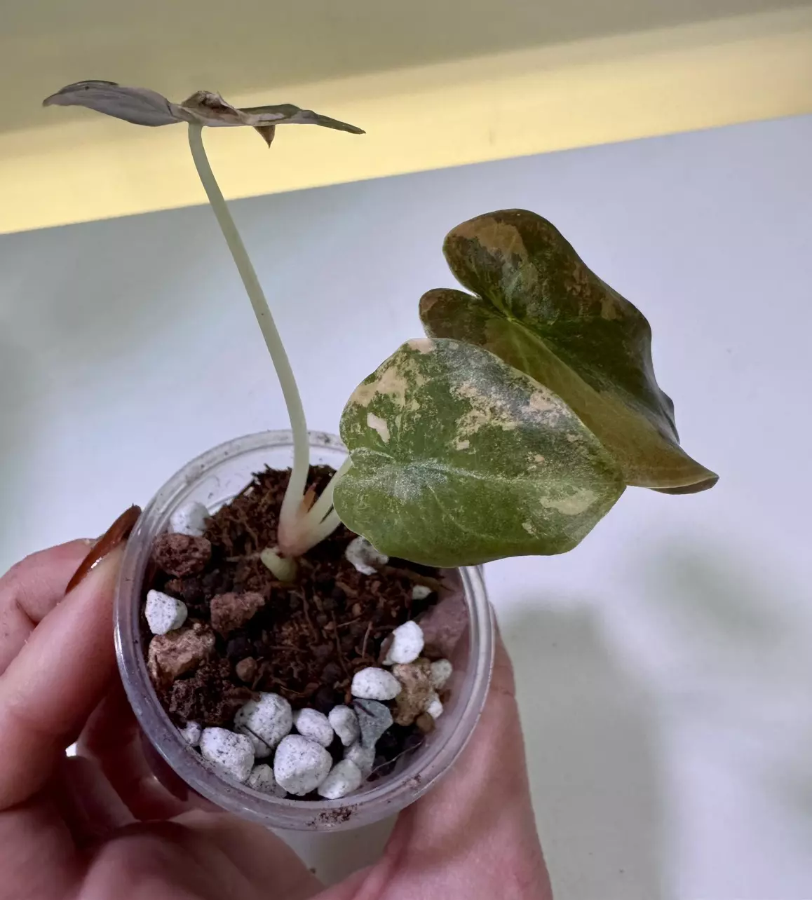 plant/Alocasia Cuprea Latte with peachy tones-2