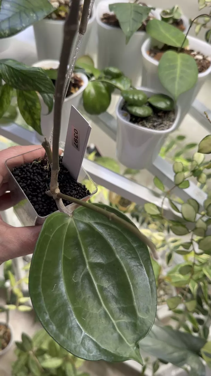 plant/0397 Hoya Sarawak-1