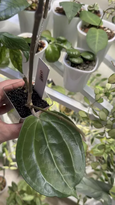 plant/0397 Hoya Sarawak-1-thumbnail