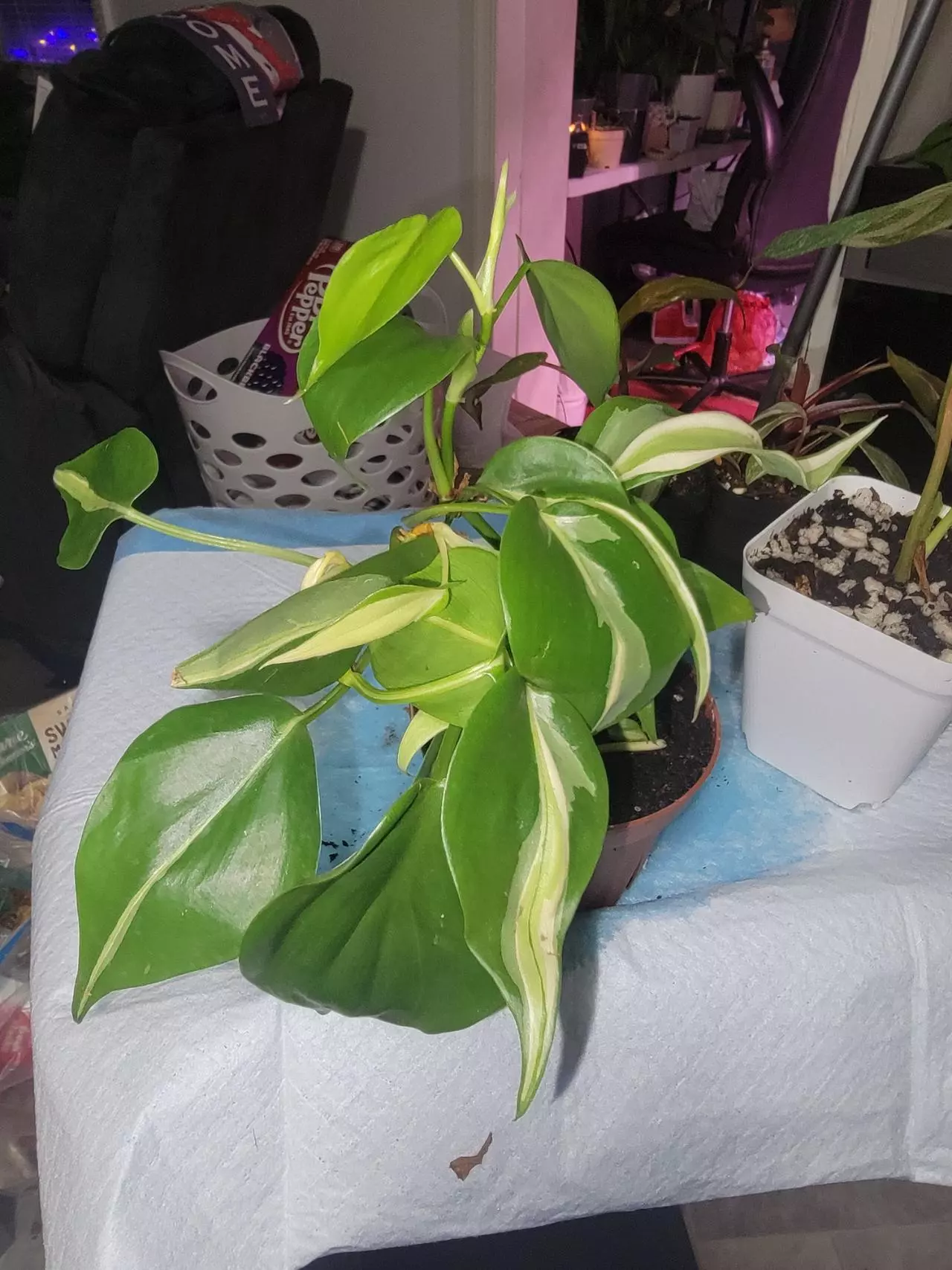 plant/Philodendron Silver Stripe 4" starter-0