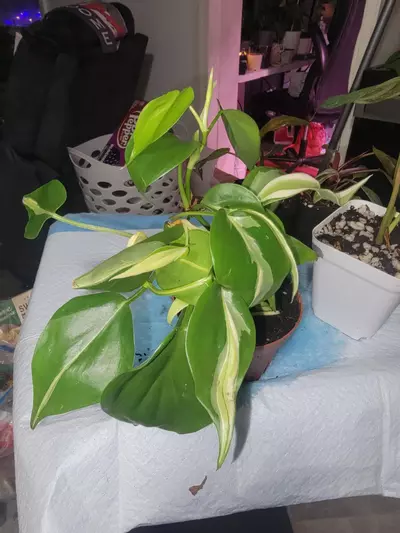 plant/Philodendron Silver Stripe 4" starter-0-thumbnail