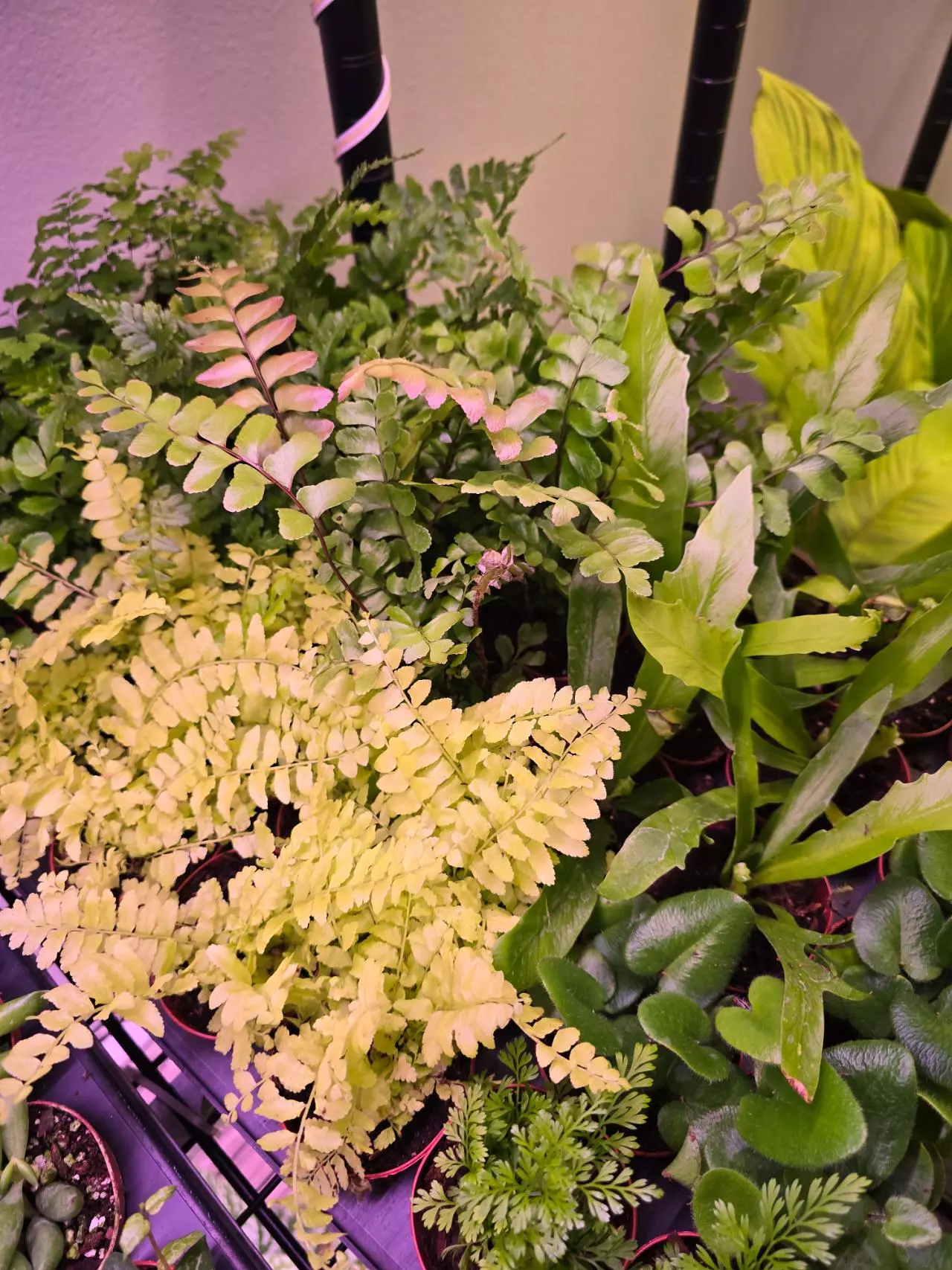 plant/Assorted Fern pixie 2in 4 pack-0