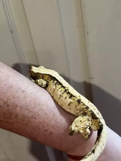 plant/Kds lav subadult male 27g tangerine tricolor extreme harlequin-3-thumbnail