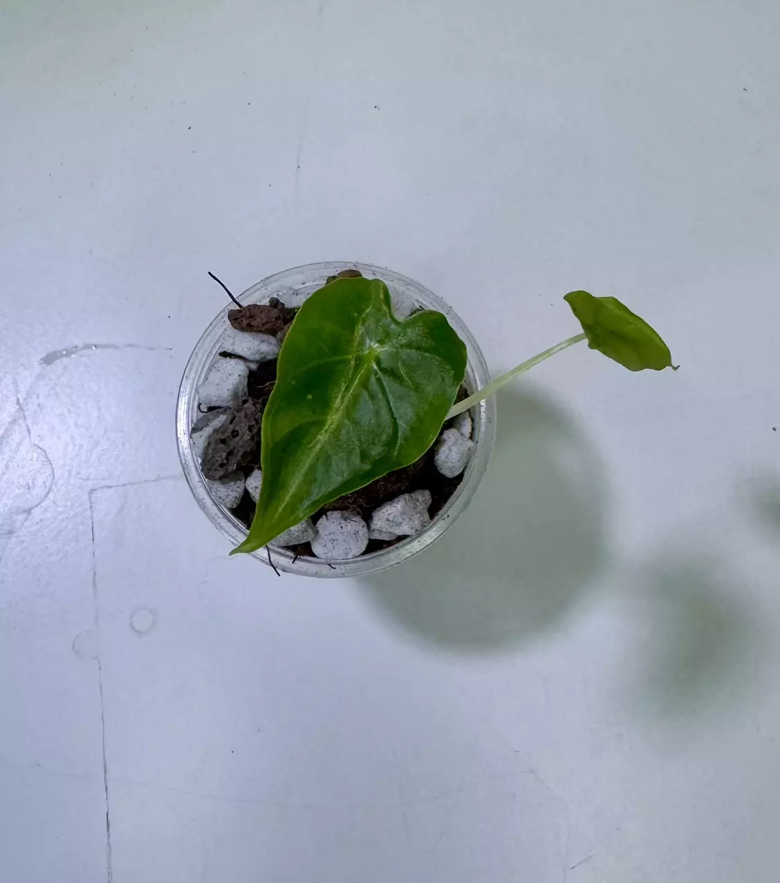 plant/Alocasia Frydek Tattoo-0