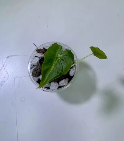 plant/Alocasia Frydek Tattoo-0-thumbnail