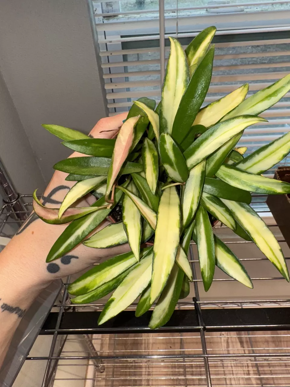 plant/Hoya kentiana var 4in GC-0