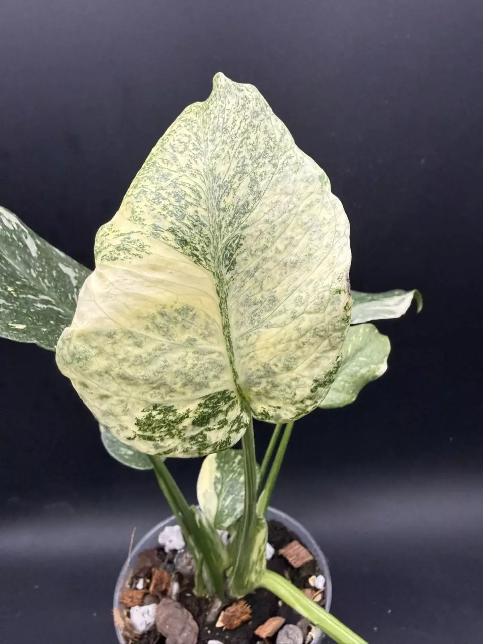 plant/Monstera Starlight-2