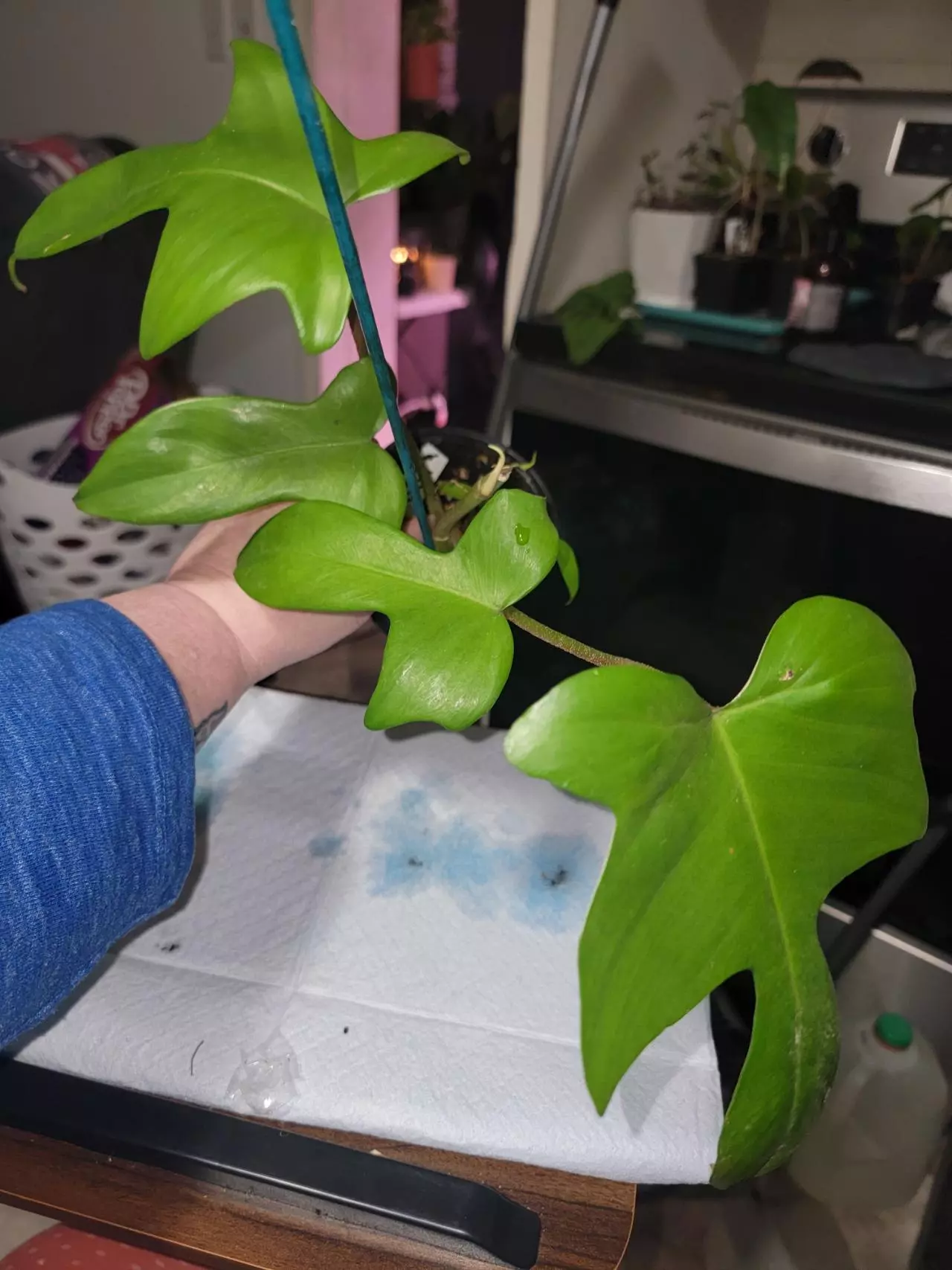 plant/Philodendron Florida Green 2-0