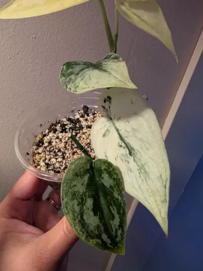 plant/Scindapsus Mayari-3-thumbnail