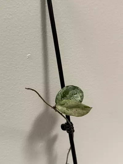 plant/Hoya Wilbur Graves-2-thumbnail