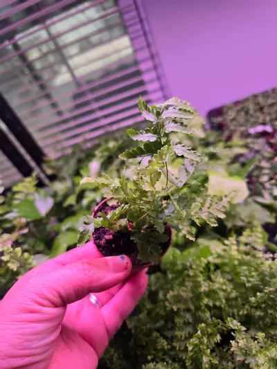 plant/Assorted Fern pixie 2in 4 pack-4-thumbnail