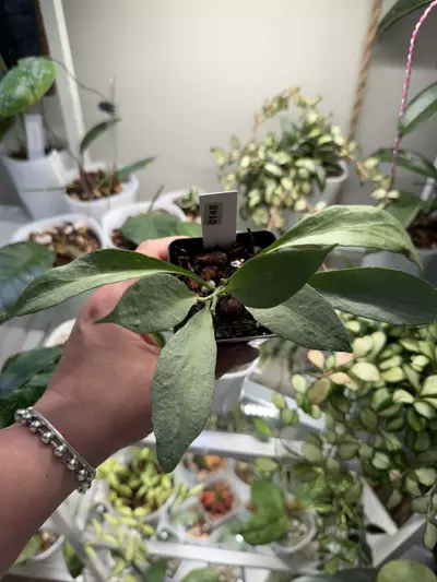 plant/0148 Hoya NGG-0-thumbnail