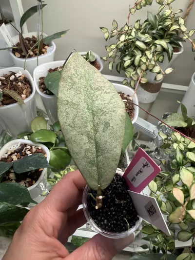 plant/0264 Hoya Mitrata Silver-0-thumbnail