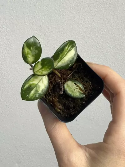 plant/Variegated Hoya Mathilde-0-thumbnail