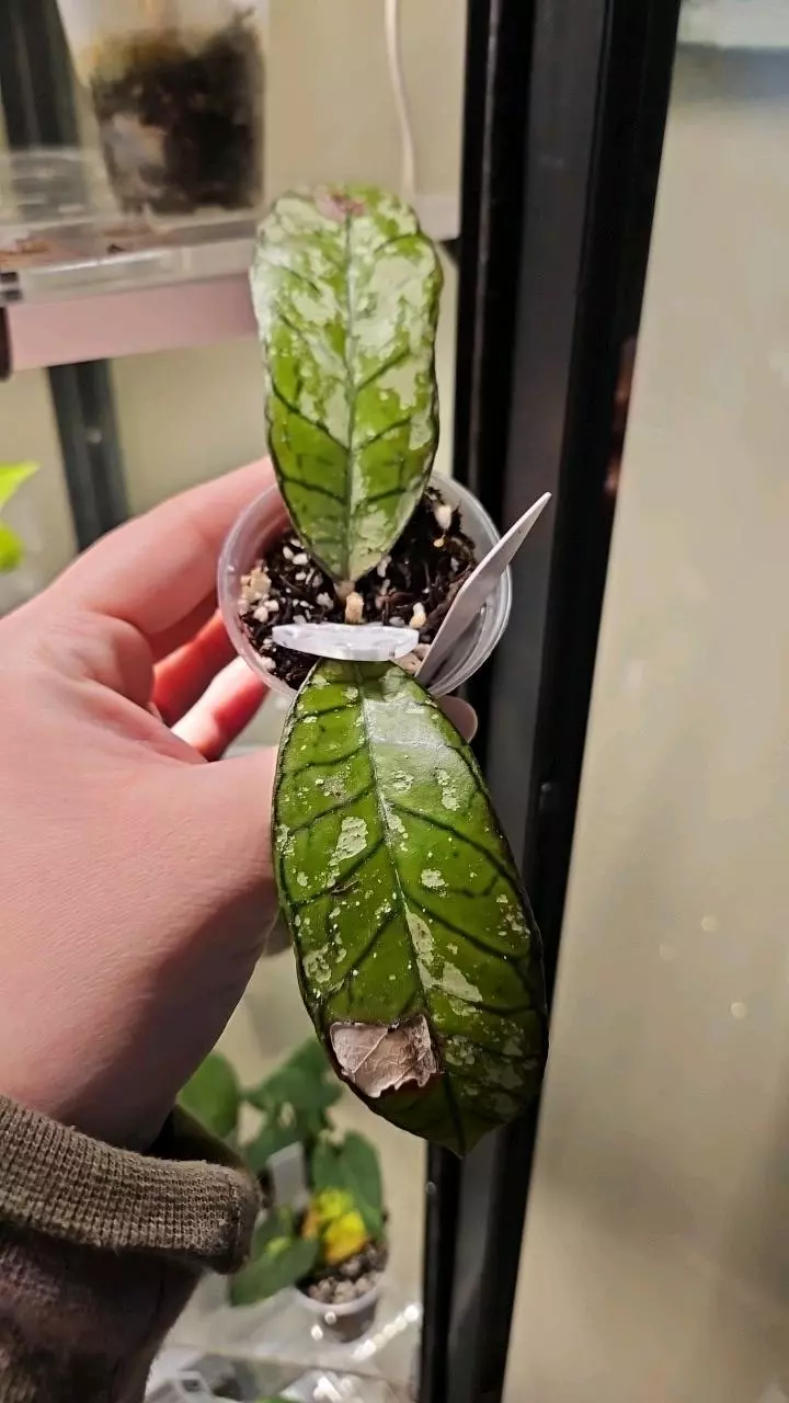 plant/Gunung gading ghost lightly rooted with light cosmetic damage-0