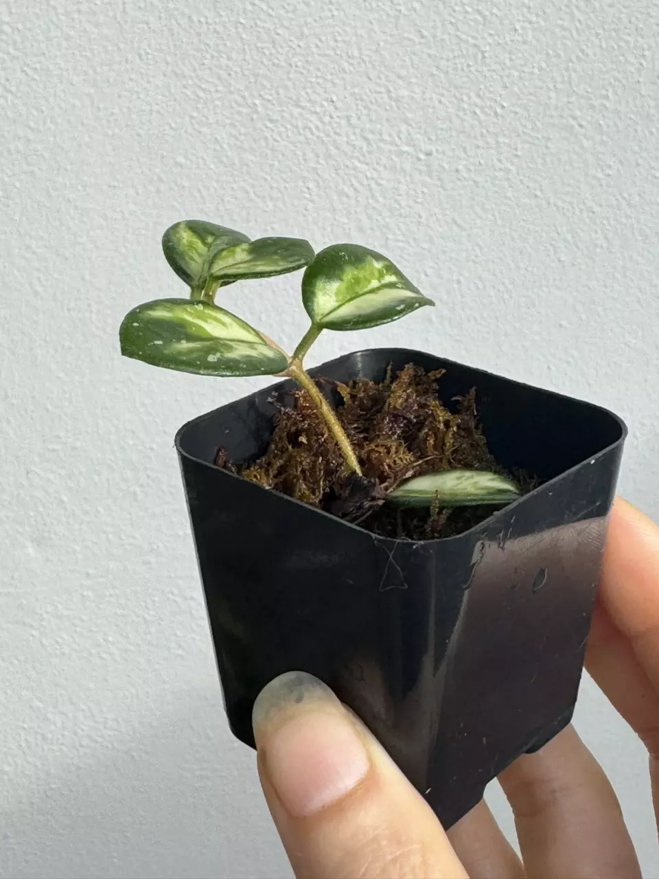 plant/Variegated Hoya Mathilde-4