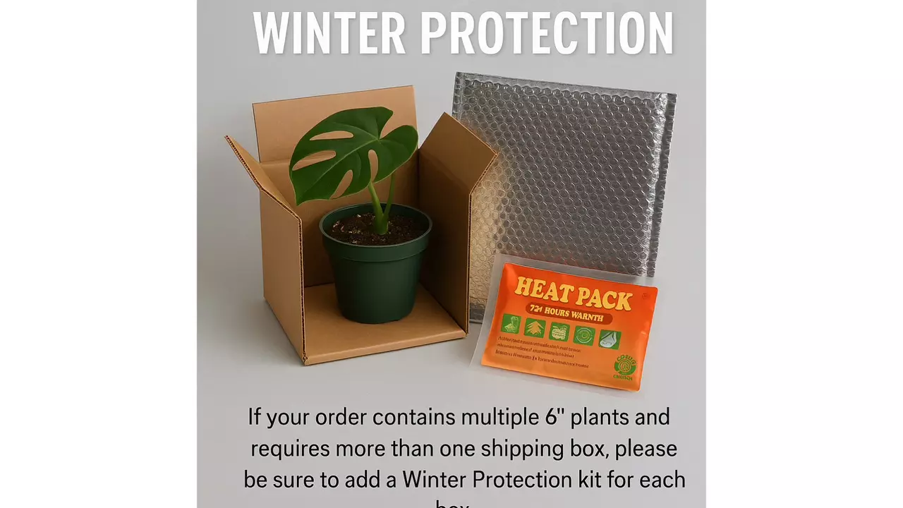 plant/Winter Hot Box 🔥🫧-0