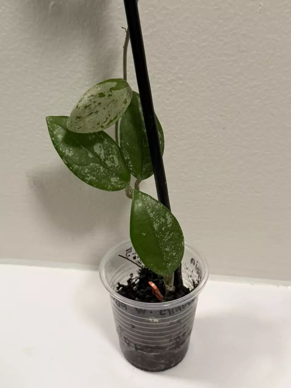 plant/Hoya Wilbur Graves-3