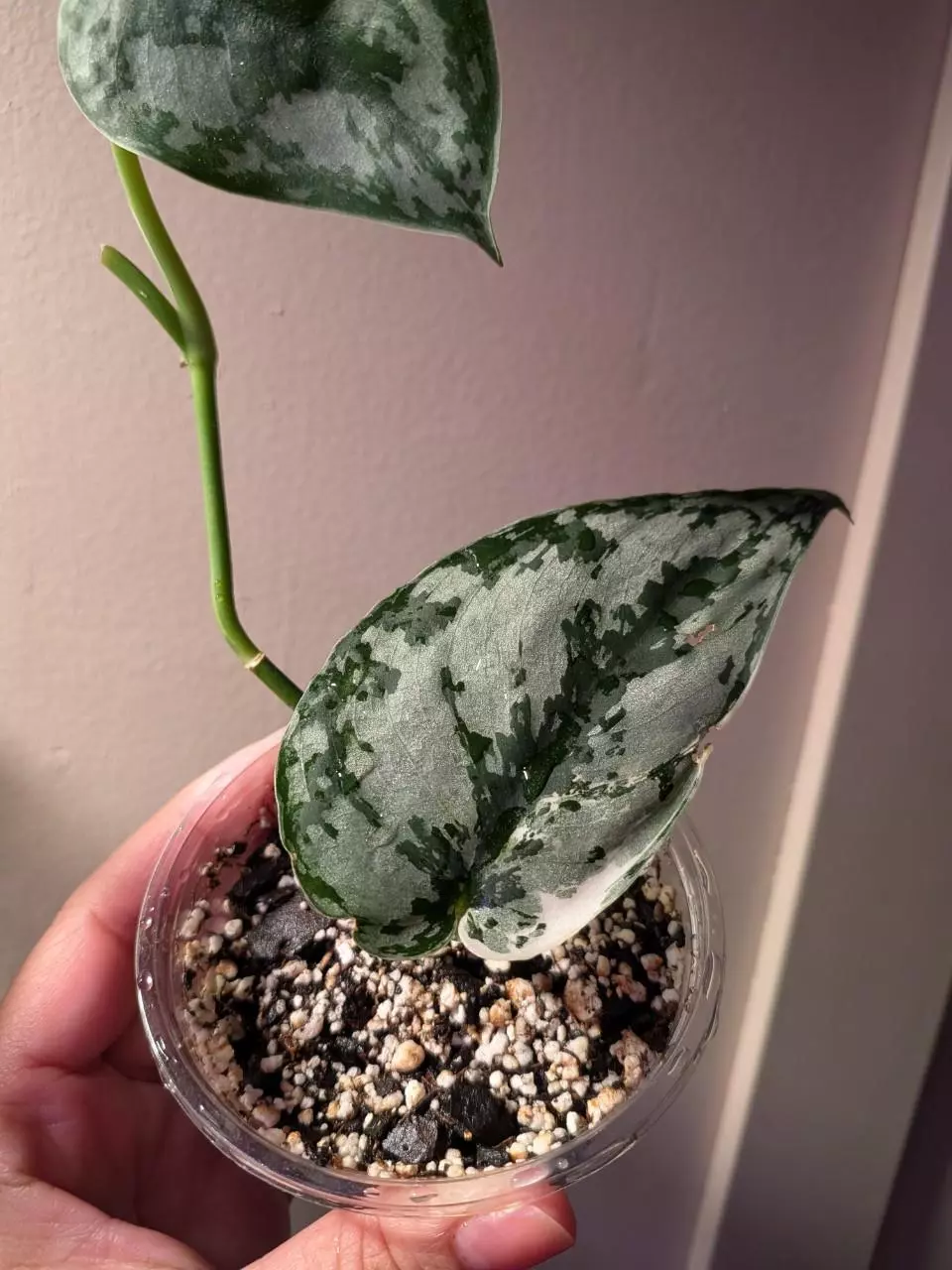 plant/Scindapsus Mariposa-1