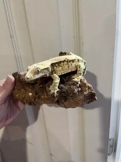 plant/Kds lav subadult male 27g tangerine tricolor extreme harlequin-2-thumbnail