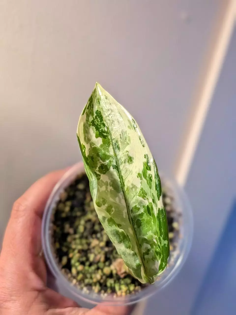 plant/Aglaonema Manila Pride-0