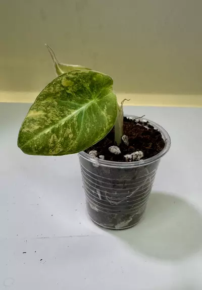 plant/Alocasia Black Velvet Gold-0-thumbnail