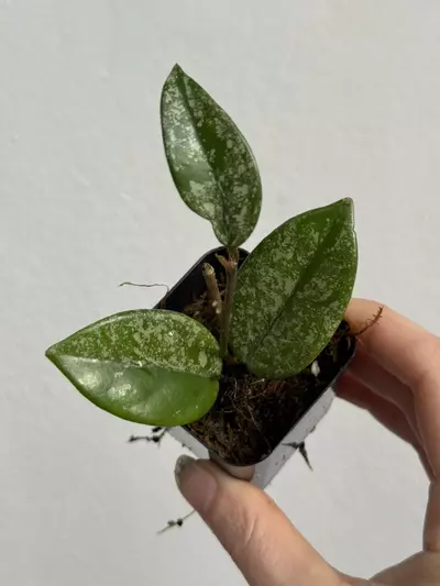 plant/Hoya Wilbur Graves China-2-thumbnail