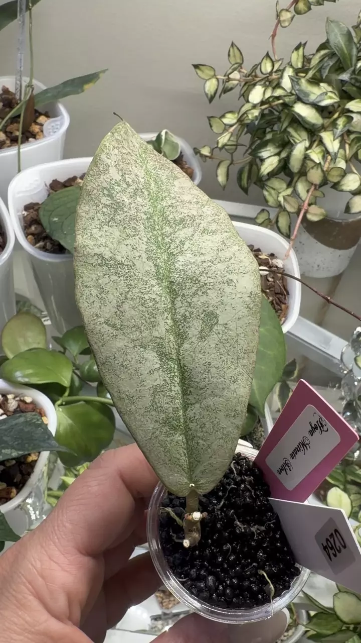 plant/0264 Hoya Mitrata Silver-1