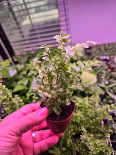 plant/Assorted Fern pixie 2in 4 pack-5-thumbnail