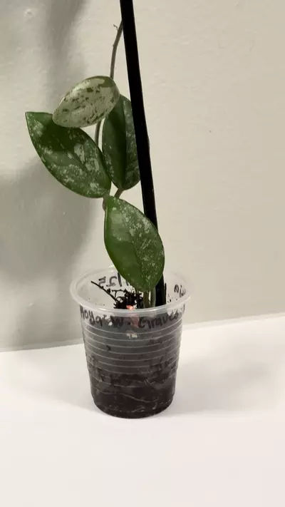 plant/Hoya Wilbur Graves-1-thumbnail