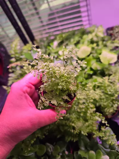 plant/Assorted Fern pixie 2in 4 pack-7-thumbnail