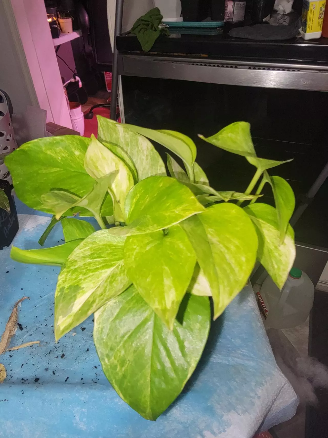 plant/Pothos Neon Queen-0