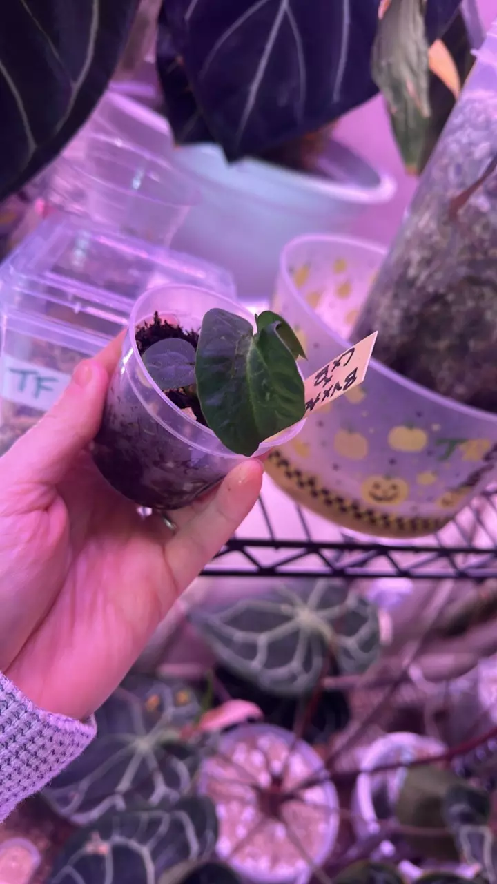 plant/Blister anthurium blue velvet x AOS X Carla x BVEP-1