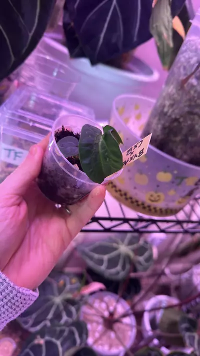 plant/Blister anthurium blue velvet x AOS X Carla x BVEP-1-thumbnail