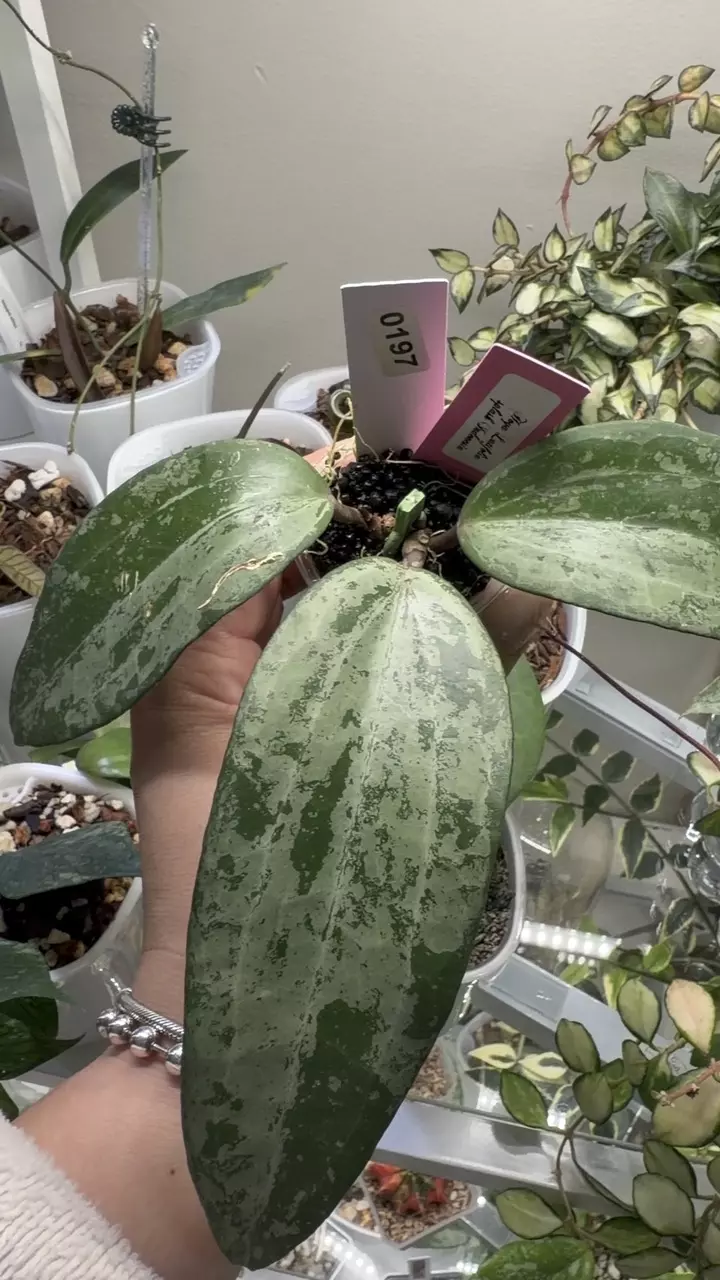 plant/0197 Hoya Latifolia silver splash 💦 Indonesia 🇮🇩-1