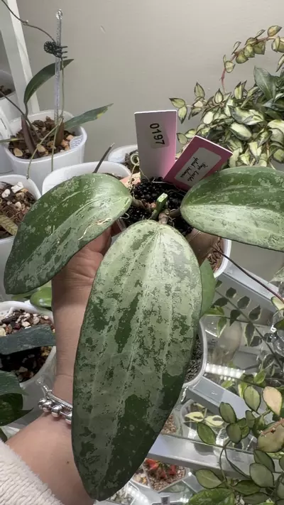 plant/0197 Hoya Latifolia silver splash 💦 Indonesia 🇮🇩-1-thumbnail