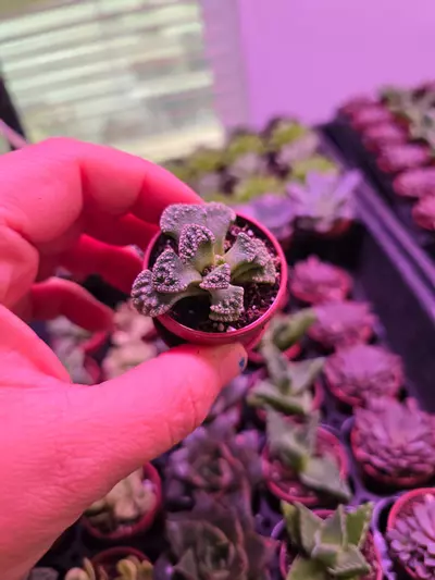 plant/Assorted Succulent Fairy Teacup 4 pack GC-5-thumbnail