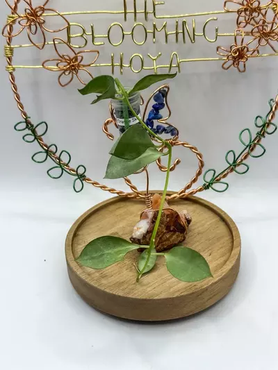 plant/38. Lacunosa Orange Skin-0-thumbnail