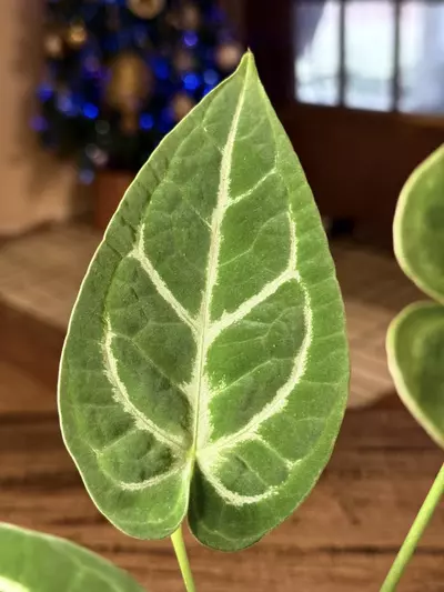 plant/A. Silver Blush x Velvet Mask #1-6-thumbnail